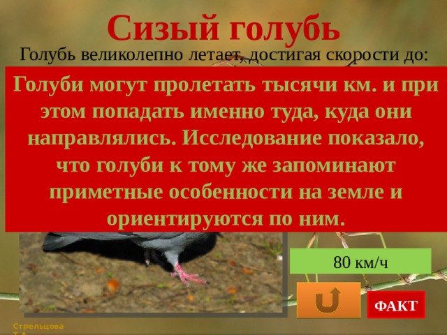 Сизый голубь Голубь великолепно летает, достигая скорости до: Голуби могут пролетать тысячи км. и при этом попадать именно туда, куда они направлялись. Исследование показало, что голуби к тому же запоминают приметные особенности на земле и ориентируются по ним. 60 км/ч 100 км/ч 80 км/ч ФАКТ Стрельцова Т.А. 