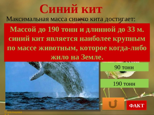 Синий кит Максимальная масса синего кита достигает: Массой до 190 тонн и длинной до 33 м. синий кит является наиболее крупным по массе животным, которое когда-либо жило на Земле. 60 тонн 90 тонн 190 тонн ФАКТ Стрельцова Т.А. 