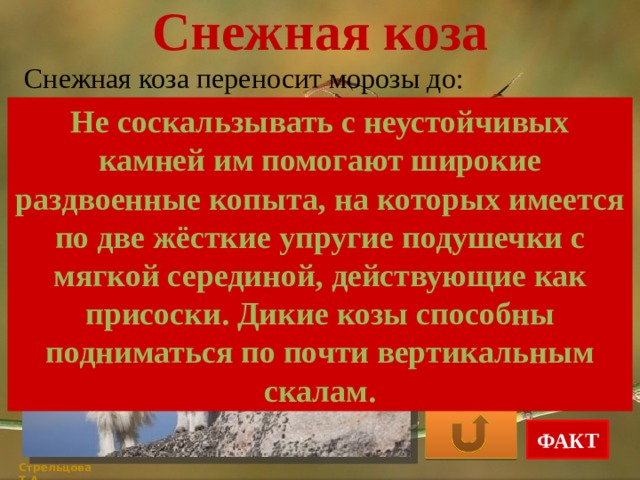 Снежная коза Снежная коза переносит морозы до: Не соскальзывать с неустойчивых камней им помогают широкие раздвоенные копыта, на которых имеется по две жёсткие упругие подушечки с мягкой серединой, действующие как присоски. Дикие козы способны подниматься по почти вертикальным скалам. -15ºС -20ºС -40ºС ФАКТ Стрельцова Т.А. 