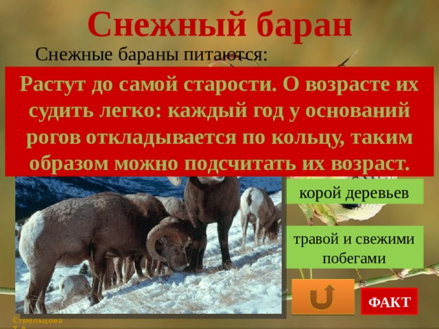 Снежный баран Снежные бараны питаются: Растут до самой старости. О возрасте их судить легко: каждый год у оснований рогов откладывается по кольцу, таким образом можно подсчитать их возраст. только травой корой деревьев травой и свежими побегами ФАКТ Стрельцова Т.А. 