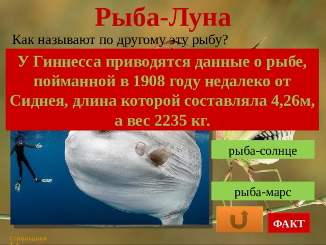 Рыба-Луна Как называют по другому эту рыбу? У Гиннесса приводятся данные о рыбе, пойманной в 1908 году недалеко от Сиднея, длина которой составляла 4,26м, а вес 2235 кг. рыба-шар рыба-солнце рыба-марс ФАКТ Стрельцова Т.А. 