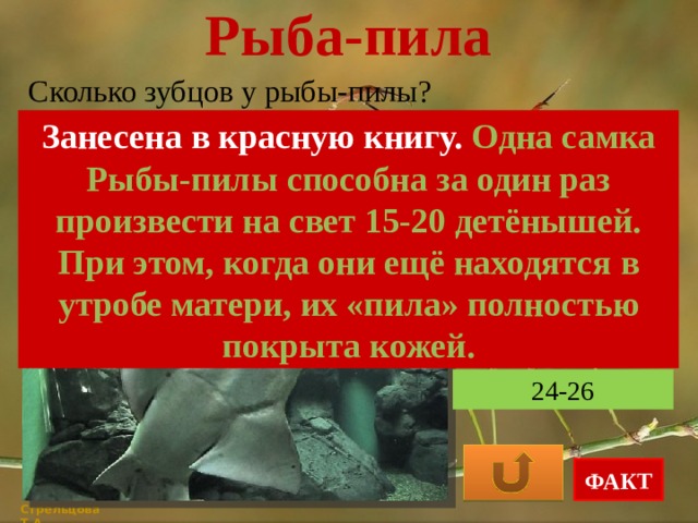 Рыба-пила Сколько зубцов у рыбы-пилы? Занесена в красную книгу. Одна самка Рыбы-пилы способна за один раз произвести на свет 15-20 детёнышей. При этом, когда они ещё находятся в утробе матери, их «пила» полностью покрыта кожей. 14-22 30-32 24-26 ФАКТ Стрельцова Т.А. 