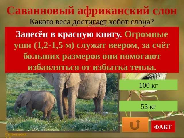 Саванновый африканский слон Какого веса достигает хобот слона? Занесён в красную книгу. Огромные уши (1,2-1,5 м) служат веером, за счёт больших размеров они помогают избавляться от избытка тепла. 135 кг 100 кг 53 кг ФАКТ Стрельцова Т.А. 