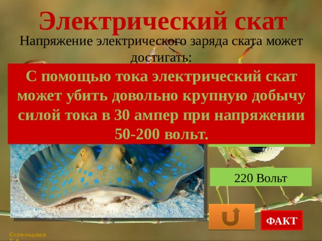 Электрический скат Напряжение электрического заряда ската может достигать: С помощью тока электрический скат может убить довольно крупную добычу силой тока в 30 ампер при напряжении 50-200 вольт. 50 Вольт 110 Вольт 220 Вольт ФАКТ Стрельцова Т.А. 