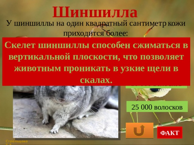 Шиншилла У шиншиллы на один квадратный сантиметр  кожи приходится более: Скелет шиншиллы способен сжиматься в вертикальной плоскости, что позволяет животным проникать в узкие щели в скалах. 3000 волосков 10 000 волосков 25 000 волосков ФАКТ Стрельцова Т.А. 