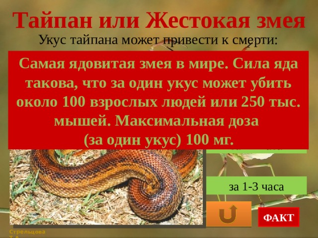 Тайпан или Жестокая змея Укус тайпана может привести к смерти: Самая ядовитая змея в мире. Сила яда такова, что за один укус может убить около 100 взрослых людей или 250 тыс. мышей. Максимальная доза (за один укус) 100 мг. за 4-12 часов за 24 часа за 1-3 часа ФАКТ Стрельцова Т.А. 
