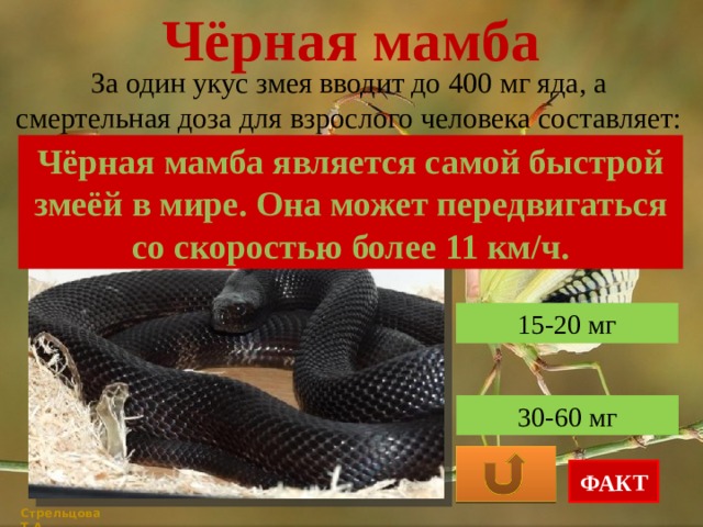 Чёрная мамба За один укус змея вводит до 400 мг яда, а смертельная доза для взрослого человека составляет: Чёрная мамба является самой быстрой змеёй в мире. Она может передвигаться со скоростью более 11 км/ч. 100-120 мг 15-20 мг 30-60 мг ФАКТ Стрельцова Т.А. 