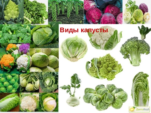 Виды капусты 