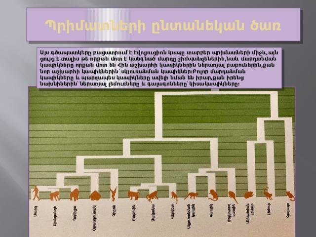 Պրիմատների ընտանեկան ծառ Այս գծապատկերը բացատրում է էվոլյուցիոն կապը տարբեր պրիմատների միջև,այն ցույց է տալիս թե որքան մոտ է կանգնած մարդը շիմպանզեներին,նաև մարդանման կապիկները որքան մոտ են Հին աշխարհի կապիկներին ներառյալ բաբուներին,քան նոր աշխարհի կապիկներին`սկյուռանման կապիկներ:Բոլոր մարդանման կապիկները և պարզապես կապիկները ավելի նման են իրար,քան իրենց նախնիներին`ներառյալ լեմուռները և գալագոնները`կիսակապիկները: 