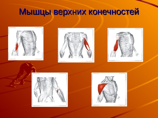 Мышцы верхних конечностей 