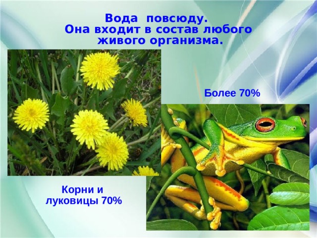 Вода повсюду. Она входит в состав любого  живого организма. Более 70%  Корни и луковицы 70% 