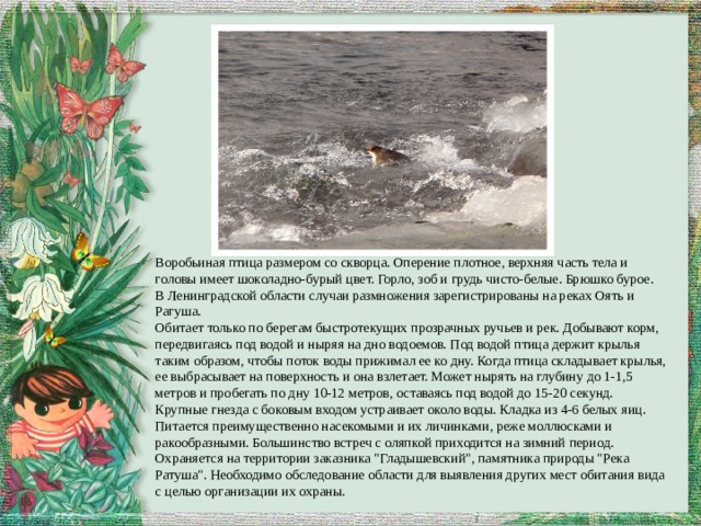 Воробьиная птица размером со скворца. Оперение плотное, верхняя часть тела и головы имеет шоколадно-бурый цвет. Горло, зоб и грудь чисто-белые. Брюшко бурое. В Ленинградской области случаи размножения зарегистрированы на реках Оять и Рагуша. Обитает только по берегам быстротекущих прозрачных ручьев и рек. Добывают корм, передвигаясь под водой и ныряя на дно водоемов. Под водой птица держит крылья таким образом, чтобы поток воды прижимал ее ко дну. Когда птица складывает крылья, ее выбрасывает на поверхность и она взлетает. Может нырять на глубину до 1-1,5 метров и пробегать по дну 10-12 метров, оставаясь под водой до 15-20 секунд. Крупные гнезда с боковым входом устраивает около воды. Кладка из 4-6 белых яиц. Питается преимущественно насекомыми и их личинками, реже моллюсками и ракообразными. Большинство встреч с оляпкой приходится на зимний период. Охраняется на территории заказника 