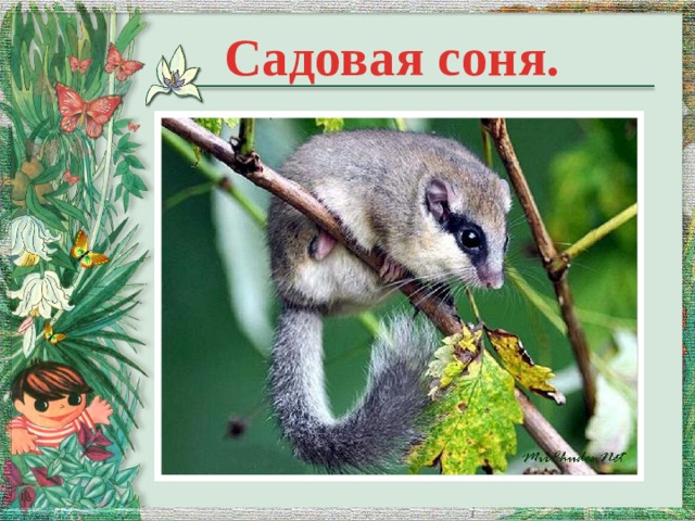 Садовая соня. 