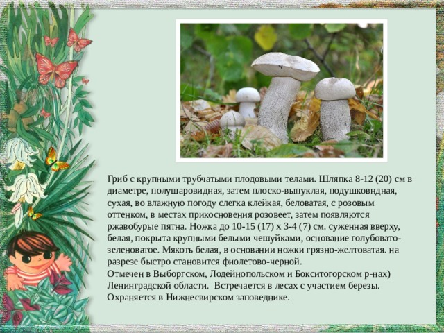 Гриб с крупными трубчатыми плодовыми телами. Шляпка 8-12 (20) см в диаметре, полушаровидная, затем плоско-выпуклая, подушковндная, сухая, во влажную погоду слегка клейкая, беловатая, с розовым оттенком, в местах прикосновения розовеет, затем появляются ржавобурые пятна. Ножка до 10-15 (17) х 3-4 (7) см. суженная вверху, белая, покрыта крупными белыми чешуйками, основание голубовато-зеленоватое. Мякоть белая, в основании ножки грязно-желтоватая. на разрезе быстро становится фиолетово-черной. Отмечен в Выборгском, Лодейнопольском и Бокситогорском р-нах) Ленинградской области. Встречается в лесах с участием березы. Охраняется в Нижнесвирском заповеднике. 