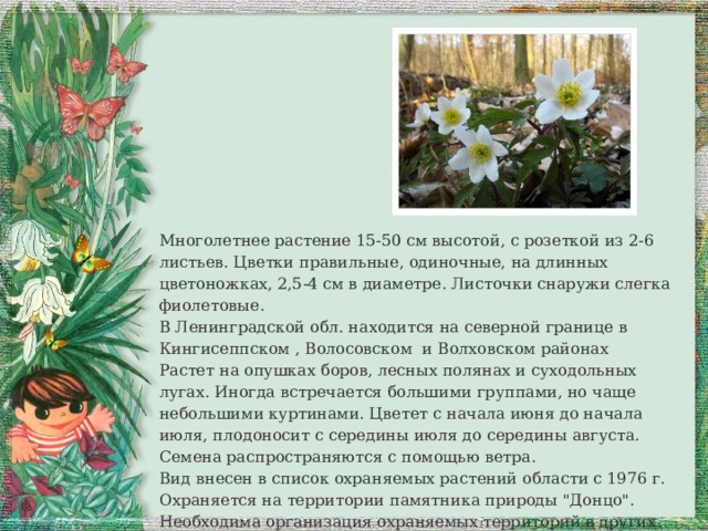 Многолетнее растение 15-50 см высотой, с розеткой из 2-6 листьев. Цветки правильные, одиночные, на длинных цветоножках, 2,5-4 см в диаметре. Листочки снаружи слегка фиолетовые. В Ленинградской обл. находится на северной границе в Кингисеппском , Волосовском и Волховском районах Растет на опушках боров, лесных полянах и суходольных лугах. Иногда встречается большими группами, но чаще небольшими куртинами. Цветет с начала июня до начала июля, плодоносит с середины июля до середины августа. Семена распространяются с помощью ветра. Вид внесен в список охраняемых растений области с 1976 г. Охраняется на территории памятника природы 