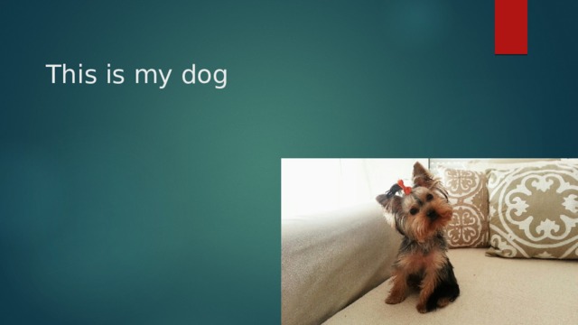 This is my dog 