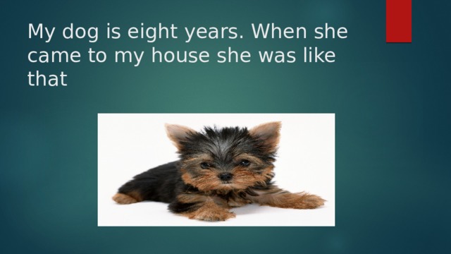 My dog is eight years. When she came to my house she was like that 
