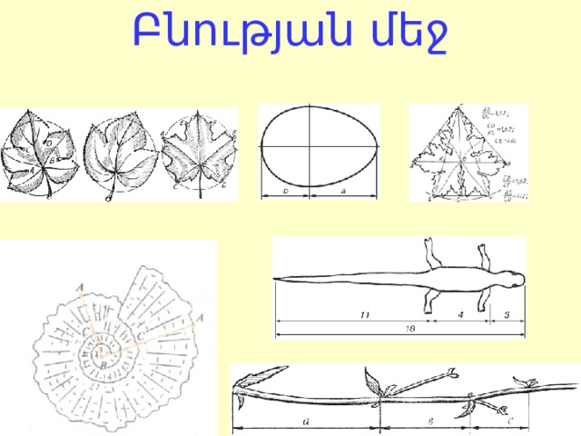 Բնության մեջ   