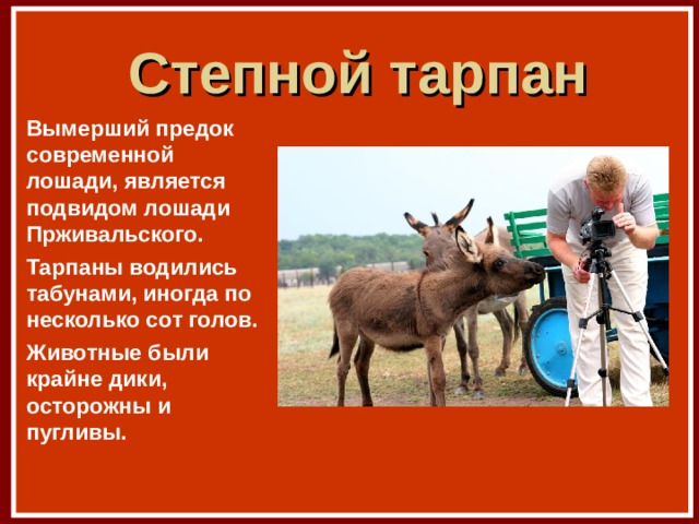 Степной тарпан Вымерший предок современной лошади, является подвидом лошади Прживальского. Тарпаны водились табунами, иногда по несколько сот голов. Животные были крайне дики, осторожны и пугливы. 