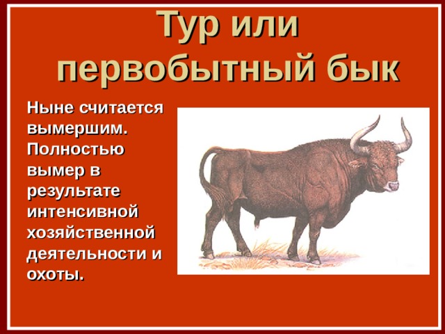 Тур или первобытный бык Ныне считается вымершим. Полностью вымер в результате интенсивной хозяйственной деятельности и охоты. 