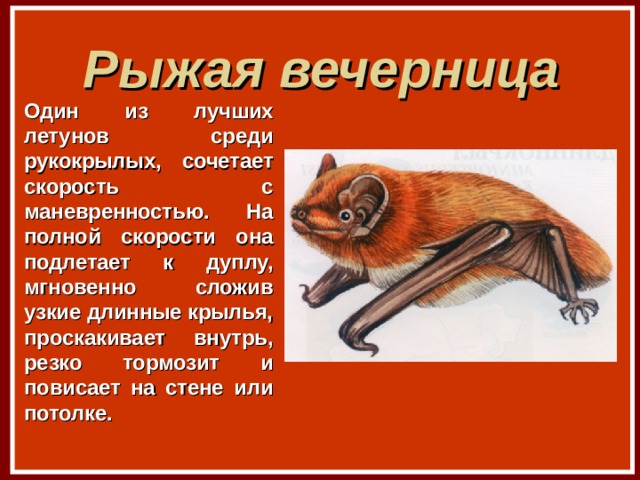 Рыжая вечерница Один из лучших летунов среди рукокрылых, сочетает скорость с маневренностью. На полной скорости она подлетает к дуплу, мгновенно сложив узкие длинные крылья, проскакивает внутрь, резко тормозит и повисает на стене или потолке. 