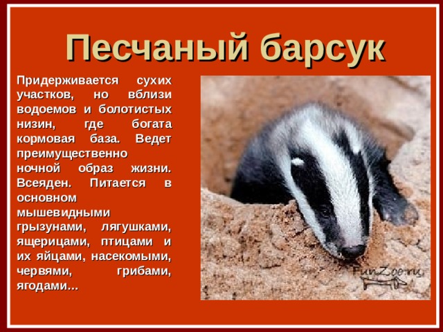 Песчаный барсук Придерживается сухих участков, но вблизи водоемов и болотистых низин, где богата кормовая база. Ведет преимущественно ночной образ жизни. Всеяден. Питается в основном мышевидными грызунами, лягушками, ящерицами, птицами и их яйцами, насекомыми, червями, грибами, ягодами… 