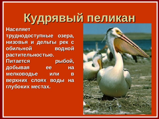 Кудрявый пеликан Населяет труднодоступные озера, низовья и дельты рек с обильной водной растительностью. Питается рыбой, добывая ее на мелководье или в верхних слоях воды на глубоких местах. 