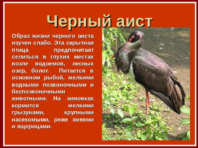 Черный аист Образ жизни черного аиста изучен слабо. Эта скрытная птица предпочитает селиться в глухих местах возле водоемов, лесных озер, болот. Питается в основном рыбой, мелкими водными позвоночными и беспозвоночными животными. На зимовках кормится мелкими грызунами, крупными насекомыми, реже змеями и ящерицами. 