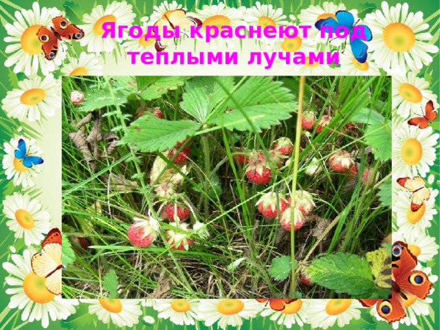 Ягоды краснеют под теплыми лучами солнца. 