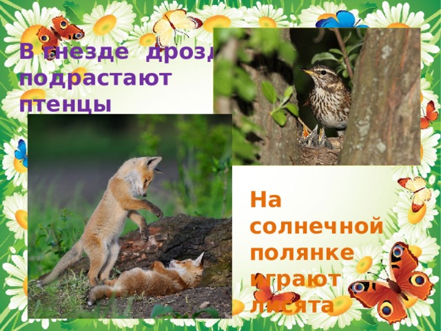 В гнезде дрозда подрастают птенцы На солнечной полянке играют лисята 