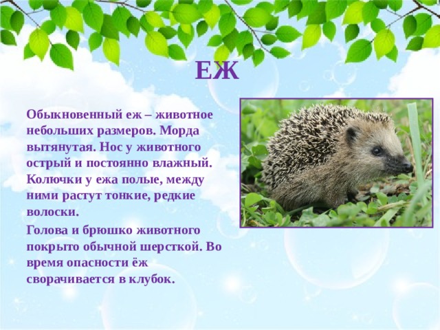 ЕЖ Обыкновенный еж – животное небольших размеров. Морда вытянутая. Нос у животного острый и постоянно влажный. Колючки у ежа полые, между ними растут тонкие, редкие волоски. Голова и брюшко животного покрыто обычной шерсткой. Во время опасности ёж сворачивается в клубок.  