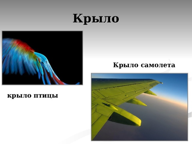 Крыло Крыло самолета крыло птицы 