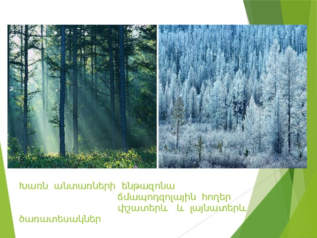 Խառն անտառների ենթազոնա  ճմապոդզոլային հողեր  փշատերև և լայնատերև ծառատեսակներ 
