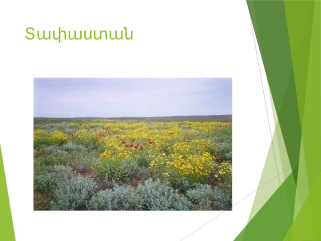 Տափաստան 
