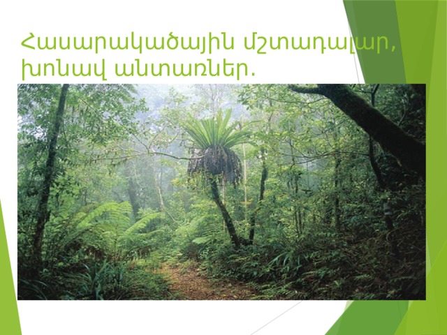 Հասարակածային մշտադալար, խոնավ անտառներ.    
