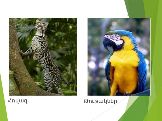 Թութակներ Հովազ 