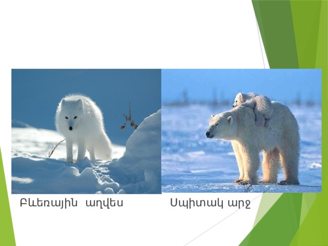 Կենդանիներ Բևեռային աղվես Սպիտակ արջ 