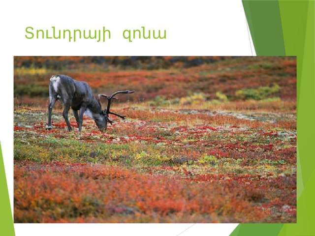 Տունդրայի զոնա 