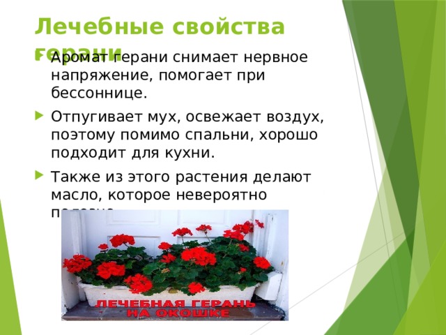 Лечебные свойства герани Аромат герани снимает нервное напряжение, помогает при бессоннице. Отпугивает мух, освежает воздух, поэтому помимо спальни, хорошо подходит для кухни. Также из этого растения делают масло, которое невероятно полезно.  