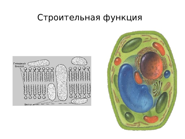 Строительная функция 