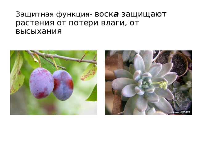 Защитная функция- воск а защищают растения от потери влаги, от высыхания 