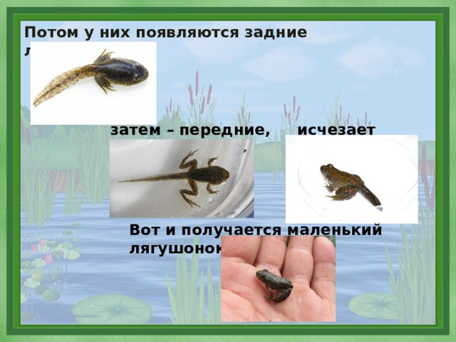 Потом у них появляются задние лапки, затем – передние, исчезает хвост . Вот и получается маленький лягушонок . 