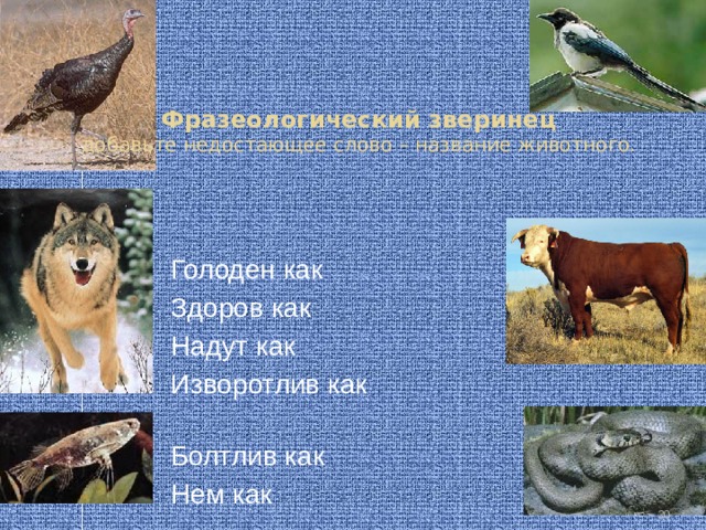 Фразеологический зверинец  добавьте недостающее слово – название животного. Голоден как  Здоров как  Надут как Изворотлив как Болтлив как Нем как