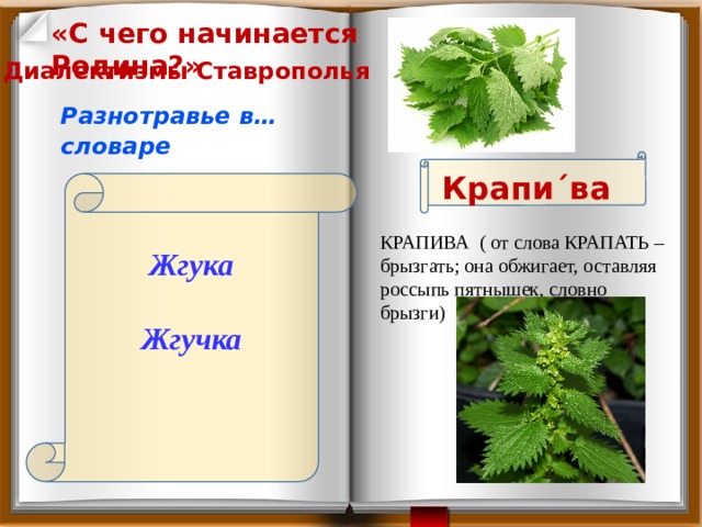 «С чего начинается Родина?» Диалектизмы Ставрополья Разнотравье в… словаре Крапи´ва  Жгука  Жгучка    КРАПИВА ( от слова КРАПАТЬ – брызгать; она обжигает, оставляя россыпь пятнышек, словно брызги) 