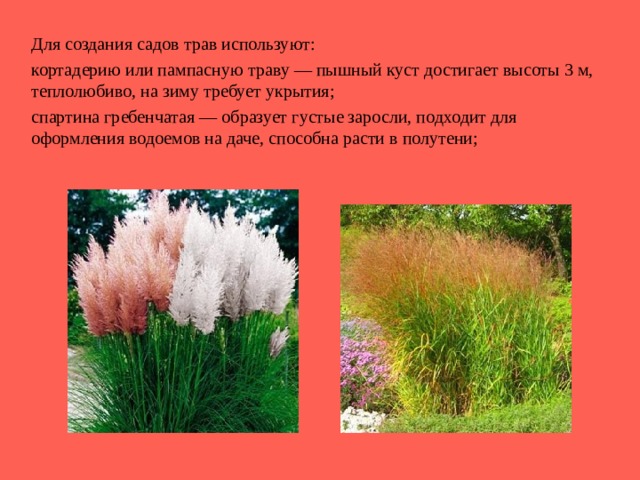 Для создания садов трав используют: кортадерию или пампасную траву — пышный куст достигает высоты 3 м, теплолюбиво, на зиму требует укрытия; спартина гребенчатая — образует густые заросли, подходит для оформления водоемов на даче, способна расти в полутени; 