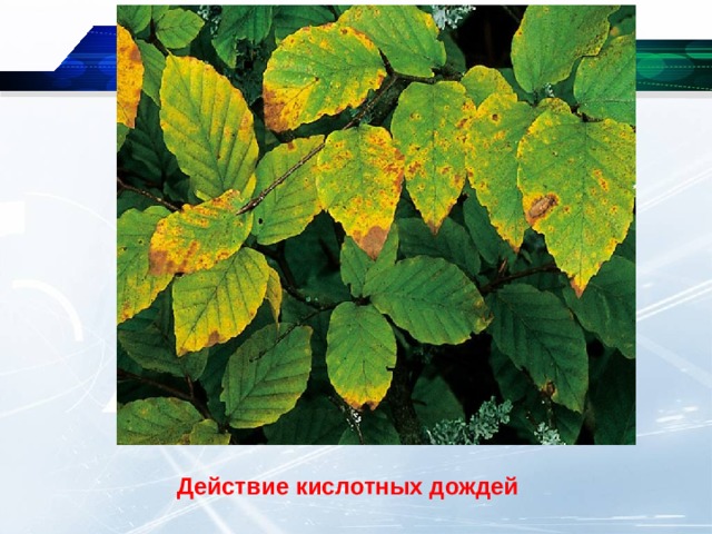 Действие кислотных дождей 