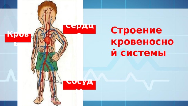 Строение кровеносной системы Сердце  Кровь   Сосуды  