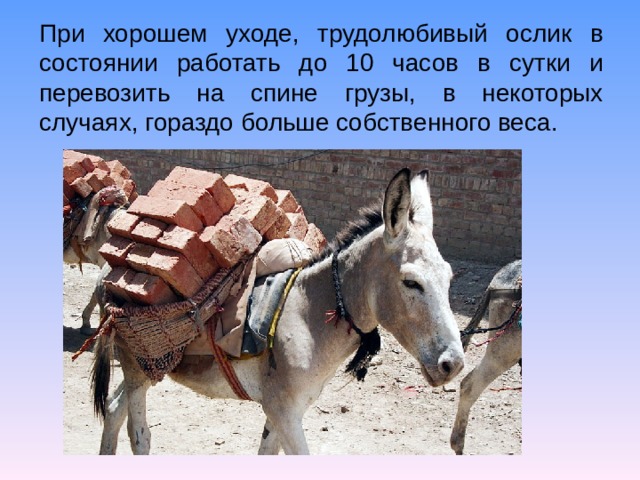 При хорошем уходе, трудолюбивый ослик в состоянии работать до 10 часов в сутки и перевозить на спине грузы, в некоторых случаях, гораздо больше собственного веса.