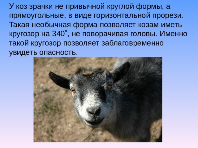 У коз зрачки не привычной круглой формы, а прямоугольные, в виде горизонтальной прорези. Такая необычная форма позволяет козам иметь кругозор на 340˚, не поворачивая головы. Именно такой кругозор позволяет заблаговременно увидеть опасность.