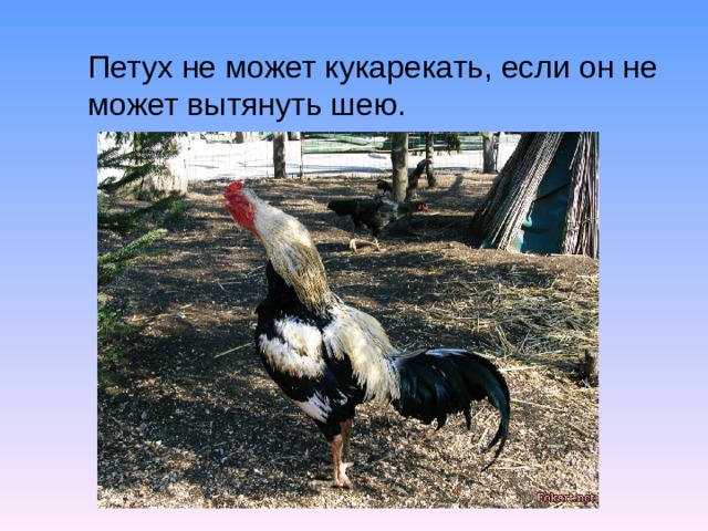 Петух не может кукарекать, если он не может вытянуть шею. 